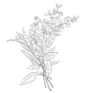 Natura Soy- Lavender & Wild Sage