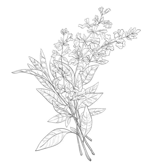 Natura Soy- Lavender & Wild Sage